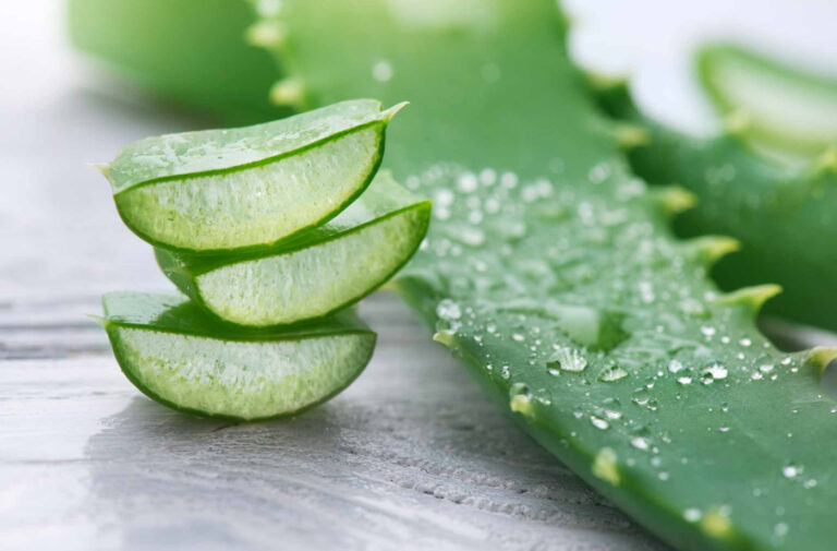 Aloe Vera: The Ancient Plant of Wellness and Healing